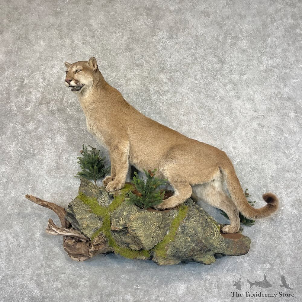 Mountain Lion Life-Size Mount For Sale #27658 @ The Taxidermy Store