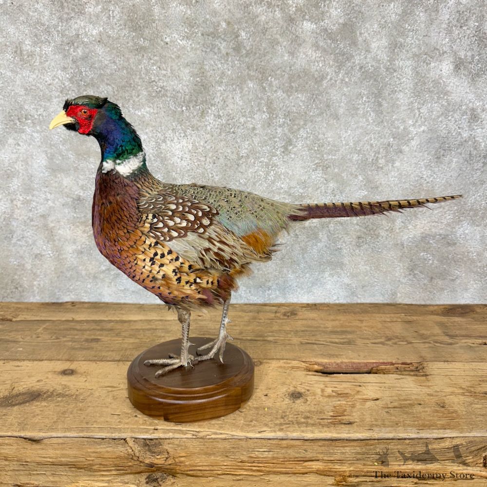 Ringneck Pheasant Bird Mount For Sale #29338 @ The Taxidermy Store