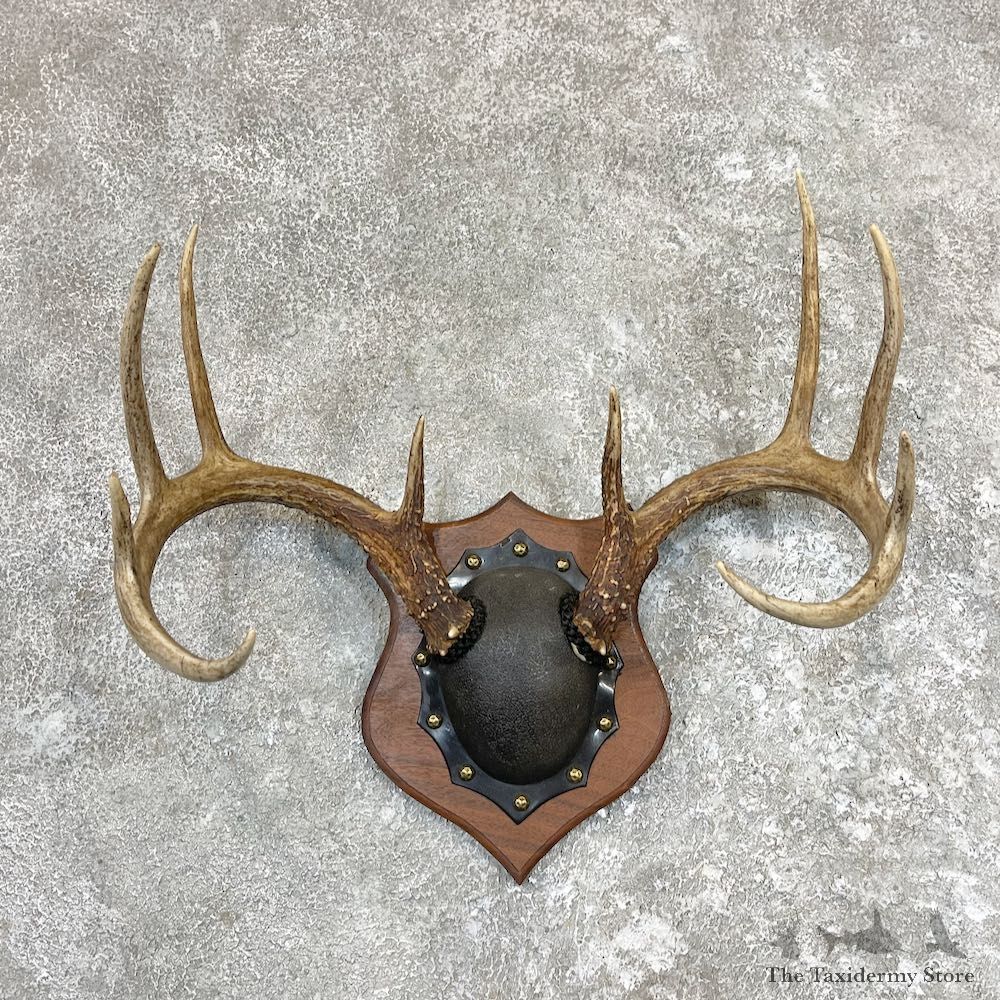 Whitetail Deer Antler Plaque Taxidermy Mount For Sale #26588 @ The Taxidermy Store
