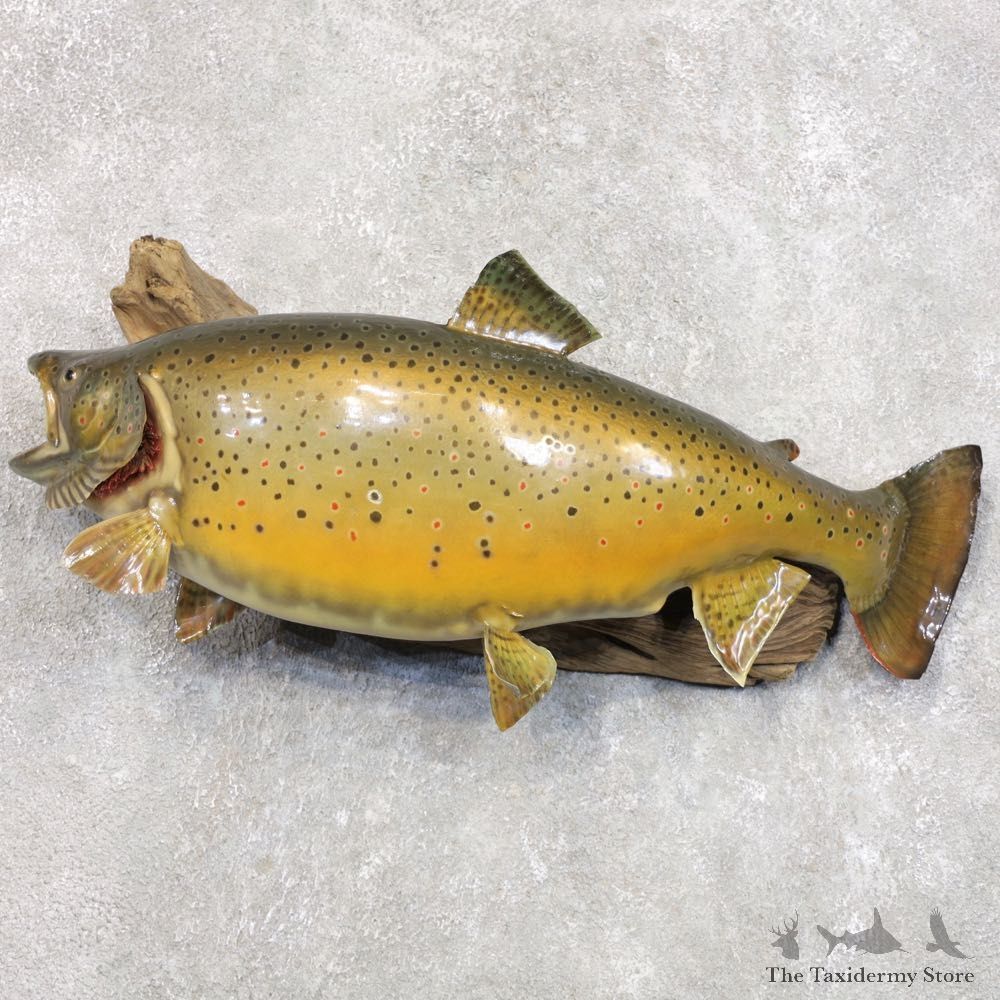 Brown Trout Fish Mount For Sale #22285 @ The Taxidermy Store