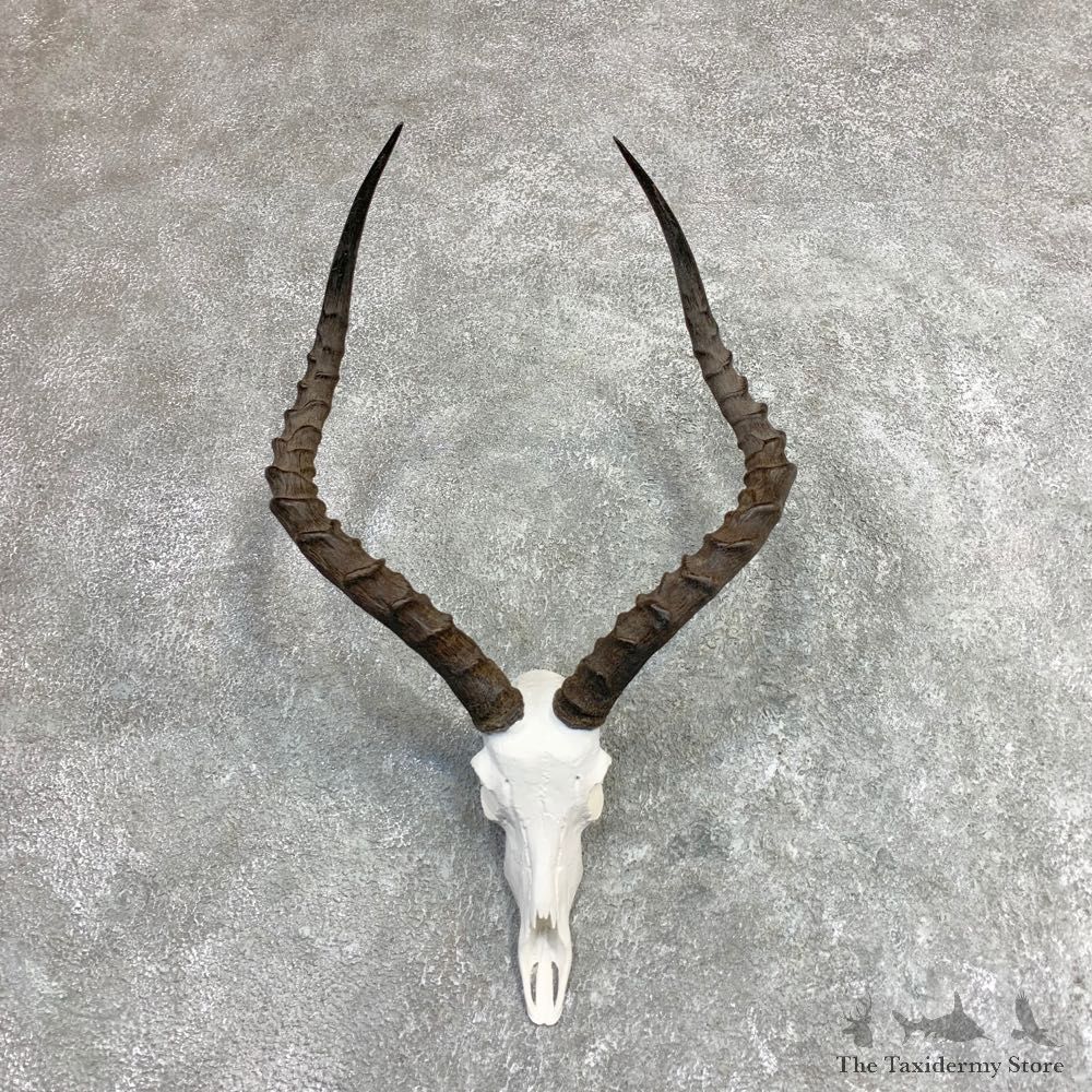 Impala Skull & Horn European Mount For Sale #21966 @ The Taxidermy Store