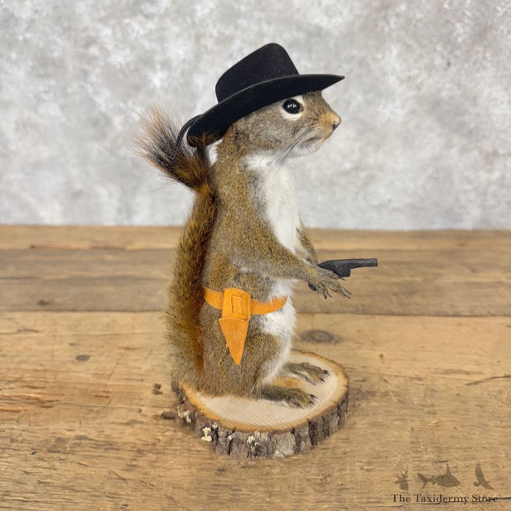 Cowboy Squirrel Novelty Mount For Sale #30211 @ The Taxidermy Store