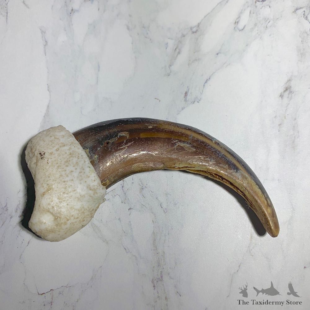 Grizzly Bear Claw For Sale #23774 - The Taxidermy Store