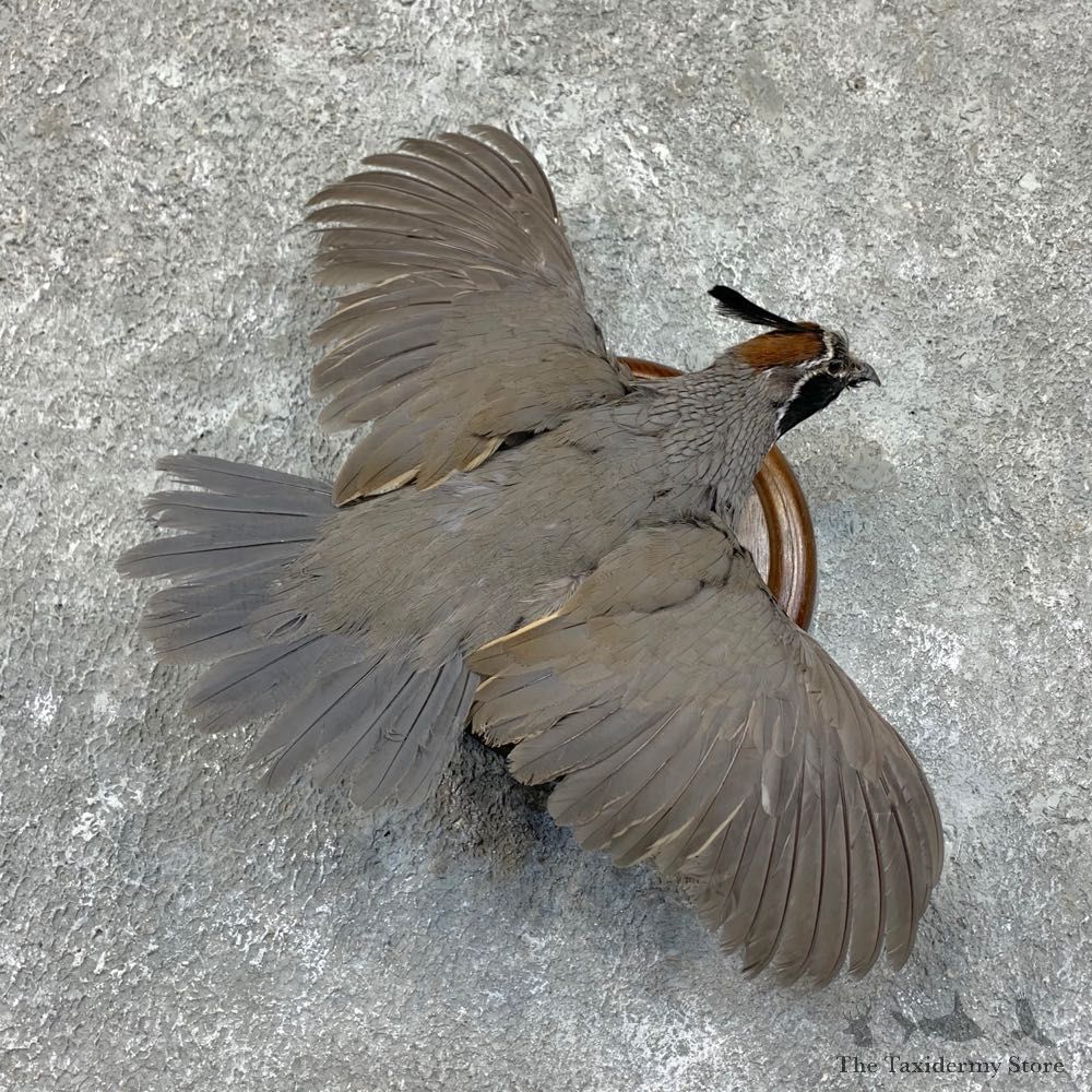 California Quail Bird Mount For Sale #22722 @ The Taxidermy Store
