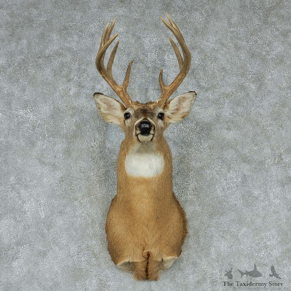 Whitetail Deer Taxidermy Shoulder Mount #13145 For Sale @ The Taxidermy Store