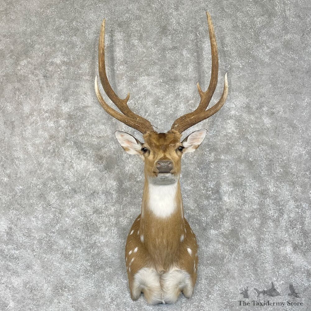 Axis Deer Shoulder Mount For Sale #28074 @ The Taxidermy Store