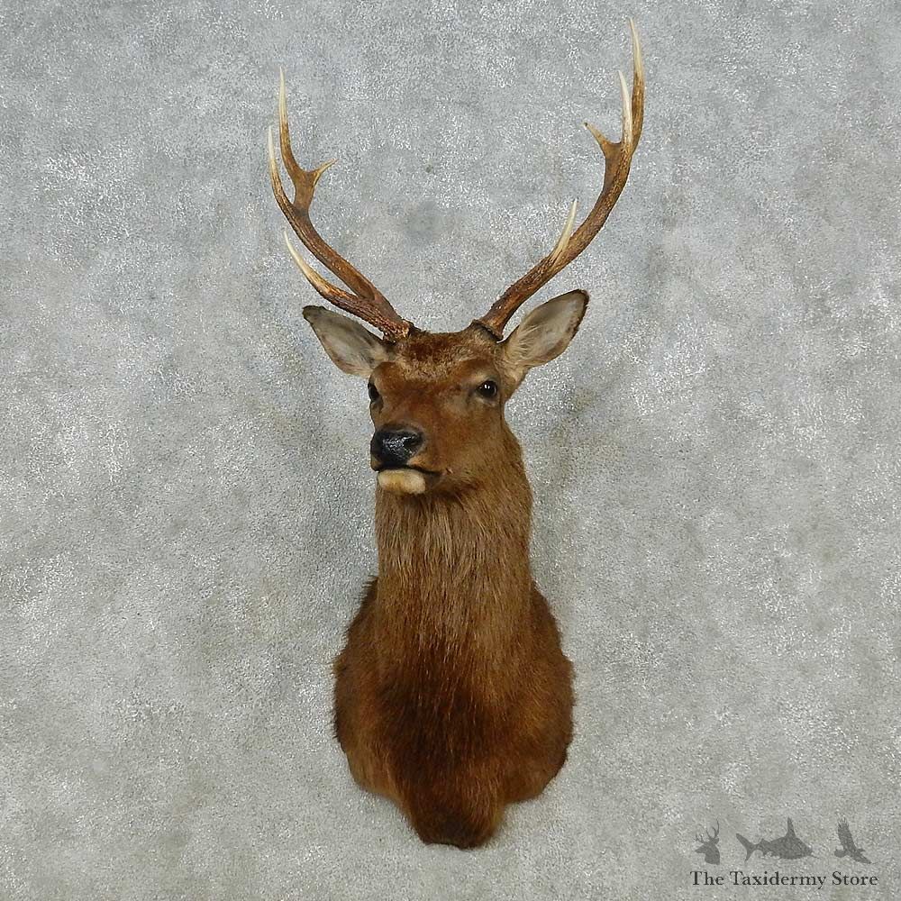 Sika Deer Shoulder Mount For Sale #14563 @ The Taxidermy Store