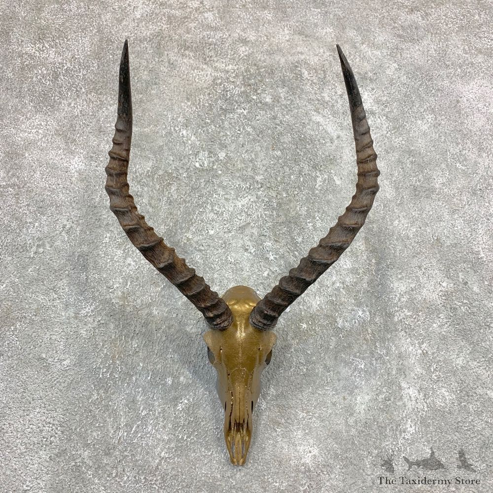 Impala Skull & Horn European Mount For Sale #23365 @ The Taxidermy Store