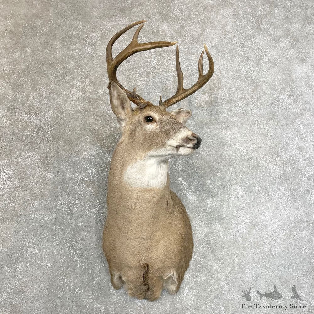Whitetail Deer Shoulder Mount #24215 For Sale - The Taxidermy Store