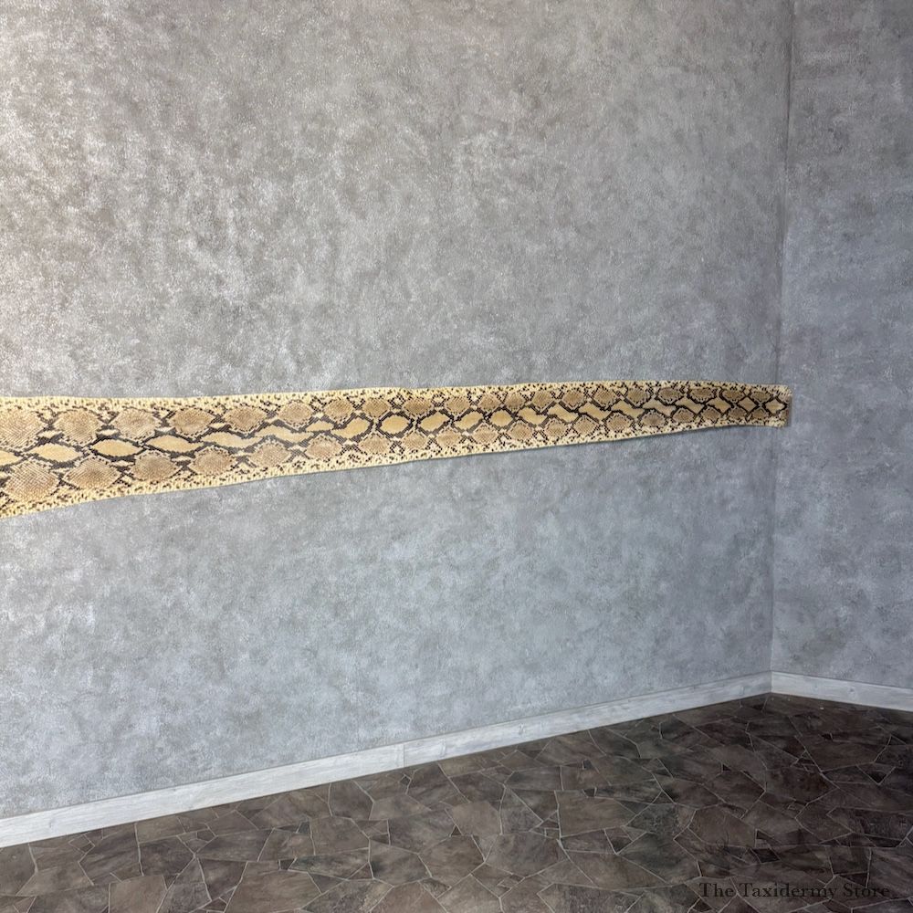Reticulated Python Snake Skin For Sale #29777 @ The Taxidermy Store