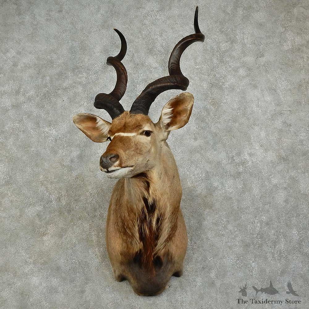 Greater Kudu Shoulder Mount For Sale #16040 @ The Taxidermy Store
