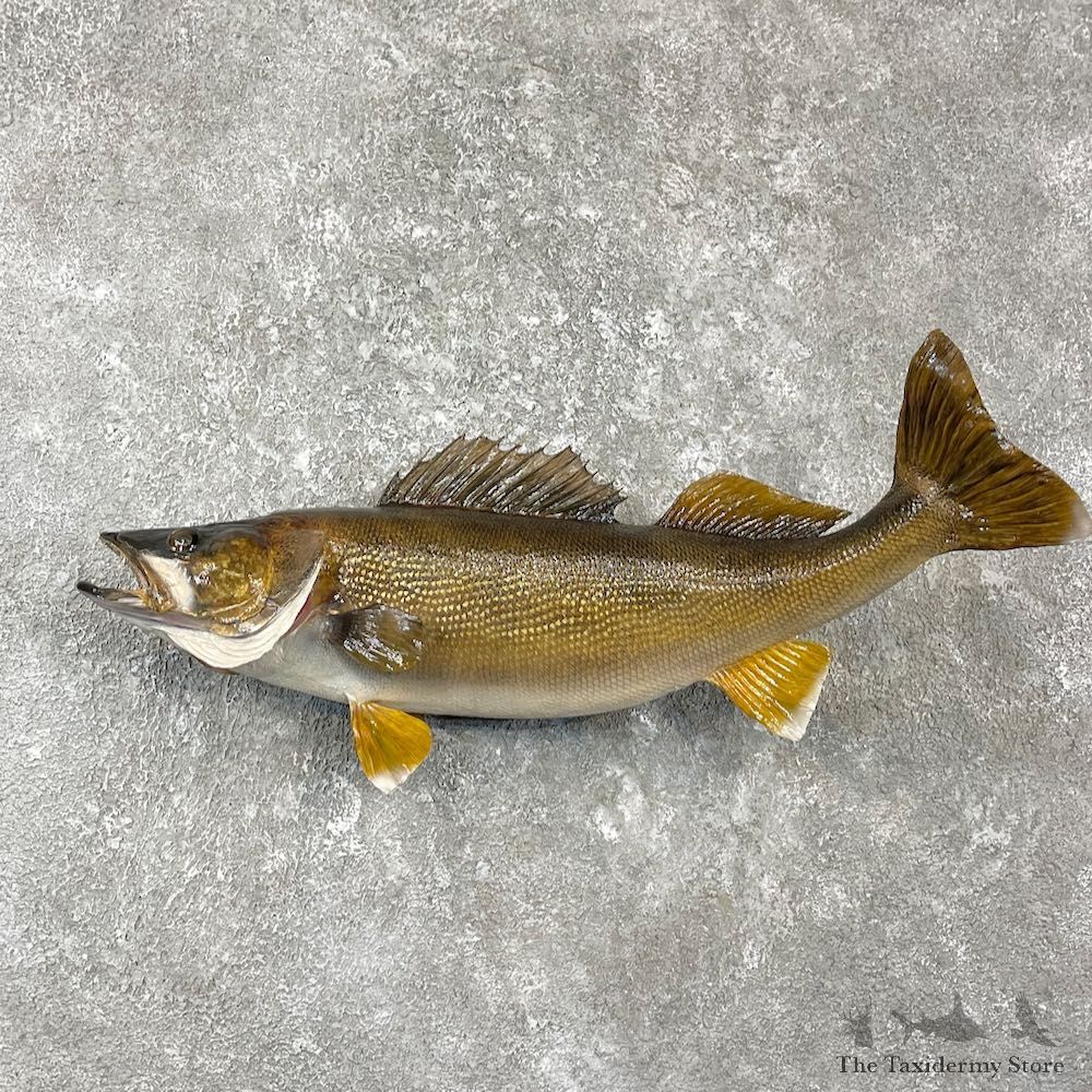 Walleye Taxidermy Fish Mount #26153 For Sale @ The Taxidermy Store