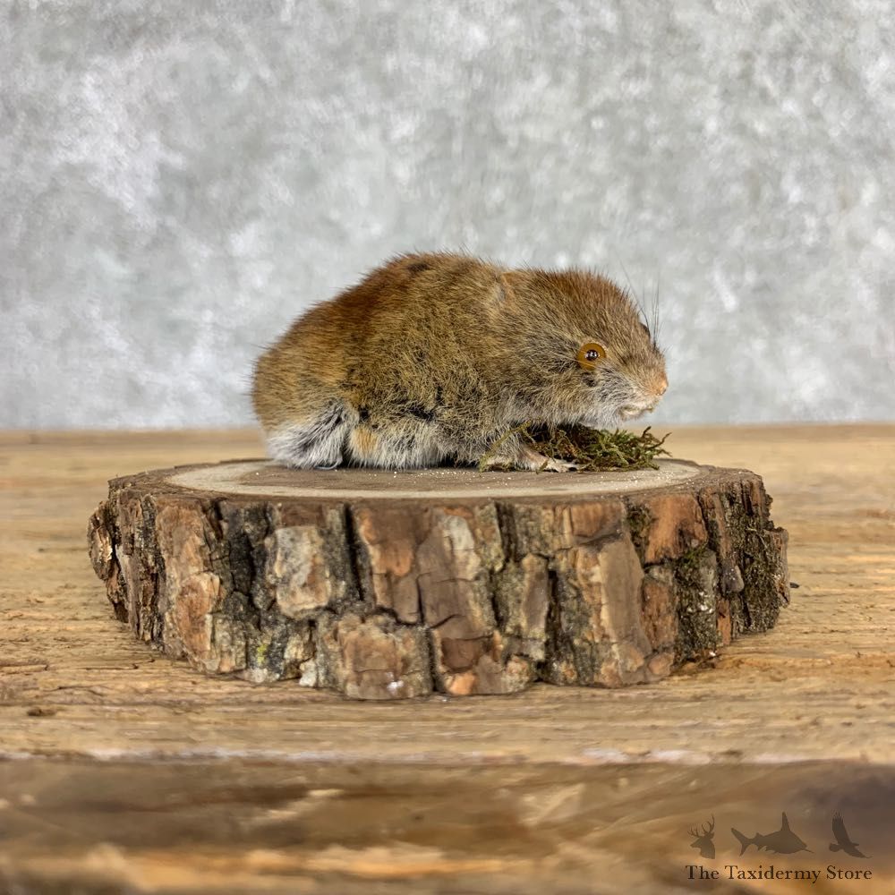 Mouse Life-Size Mount For Sale #21561 @ The Taxidermy Store