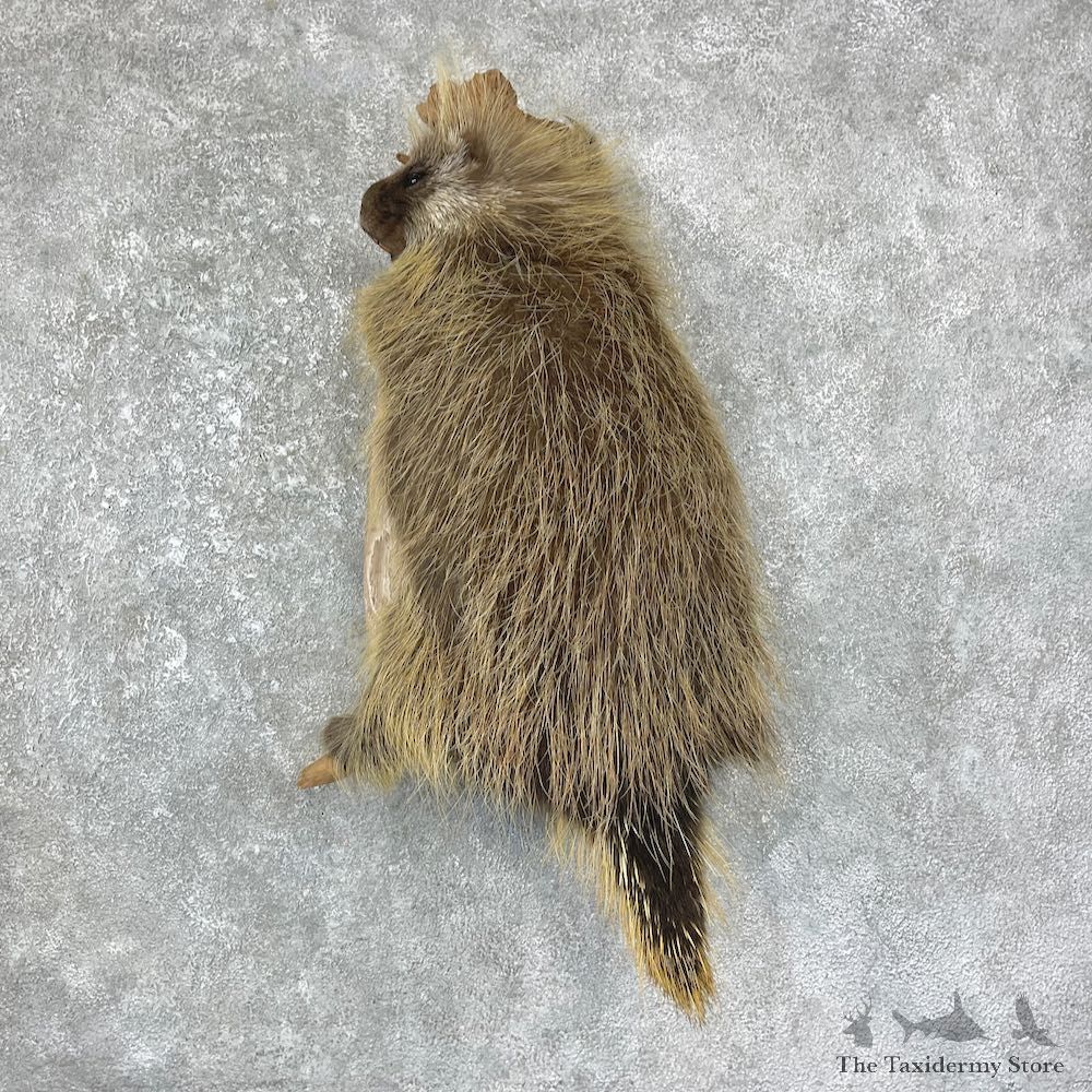 Porcupine Life-Size Taxidermy Mount For Sale #25639 - The Taxidermy Store