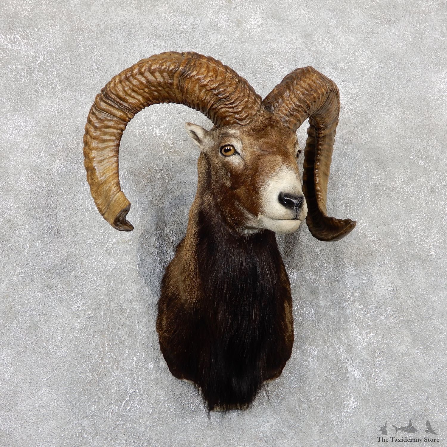 Mouflon Ram Shoulder Mount For Sale #19442 @ The Taxidermy Store