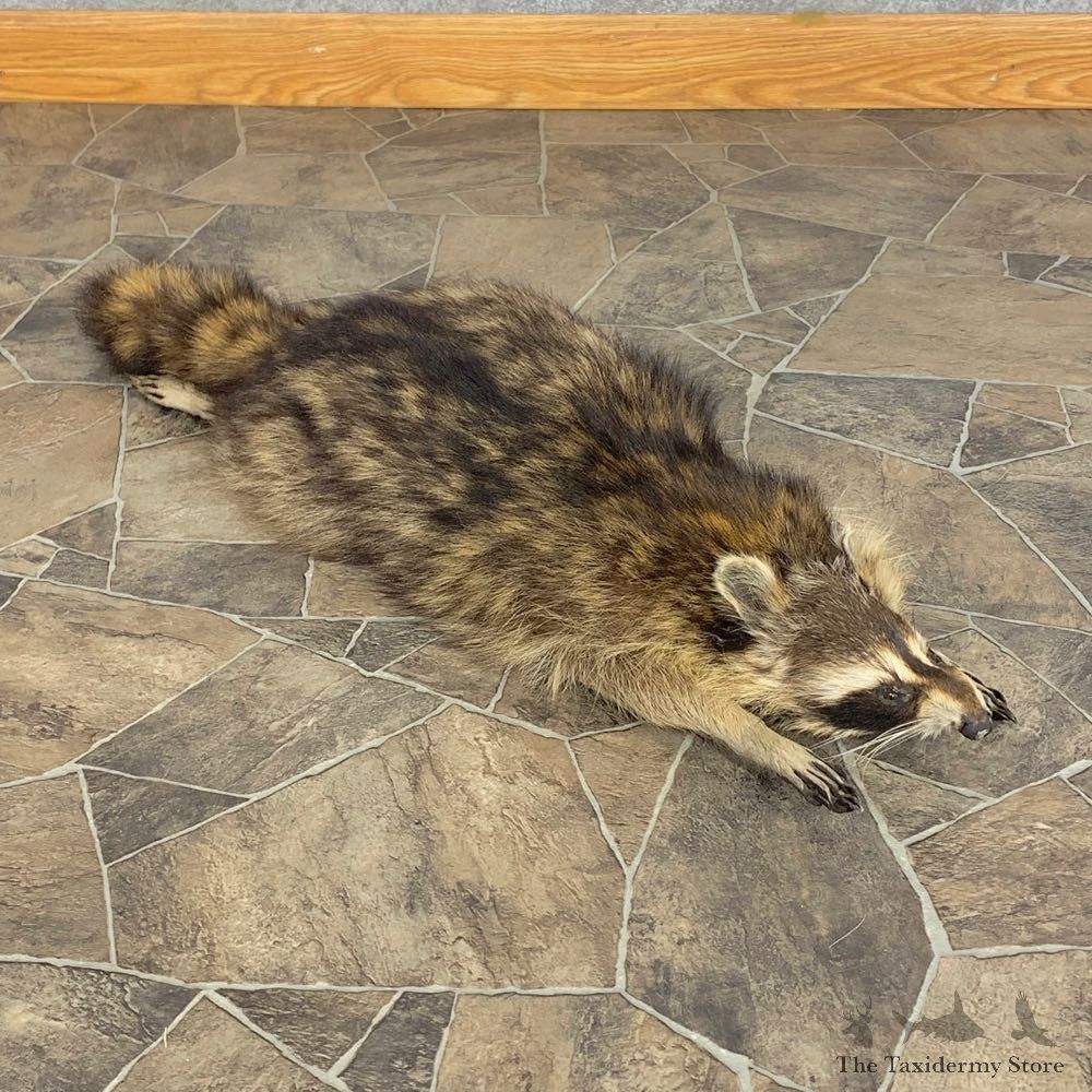 Novelty Raccoon Life-Size Mount For Sale #21300 @ The Taxidermy Store