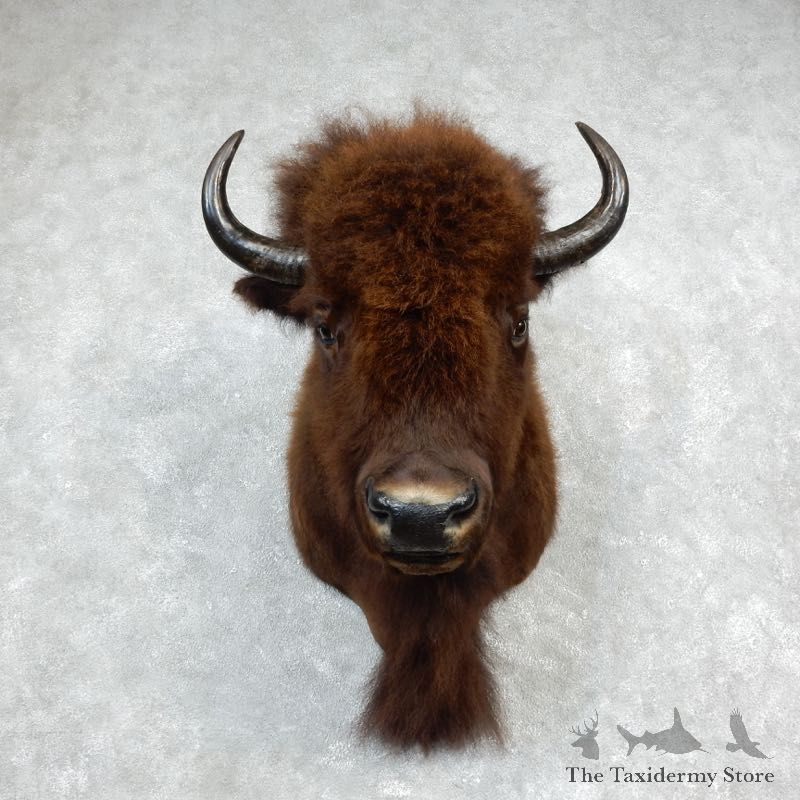 American Buffalo Shoulder Taxidermy Mount For Sale #18315 @ The Taxidermy Store