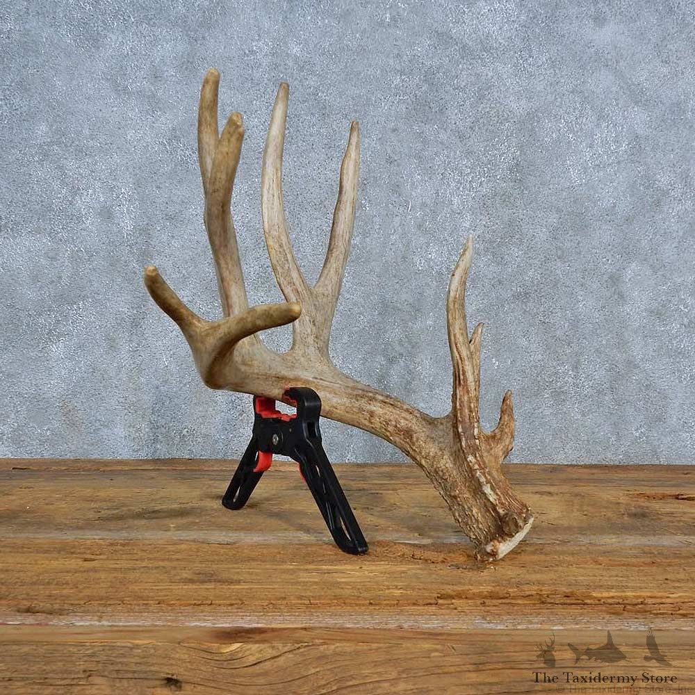 Whitetail Deer Antler Shed For Sale #15453 @ The Taxidermy Store
