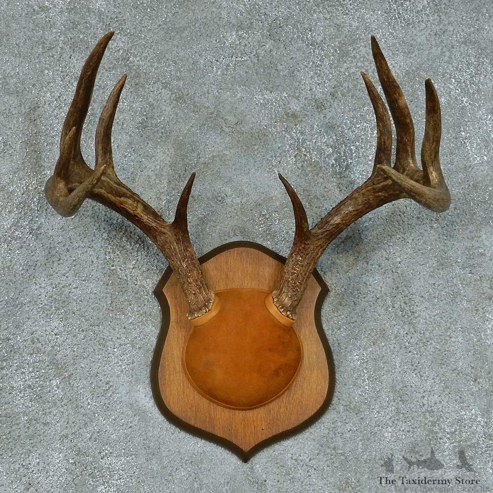 Whitetail Deer Antler Mount #13453 For Sale @ The Taxidermy Store