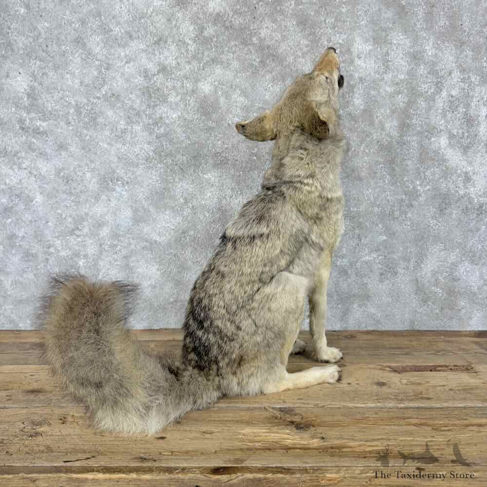 Coyote Life-Size Mount For Sale #30802 @ The Taxidermy Store