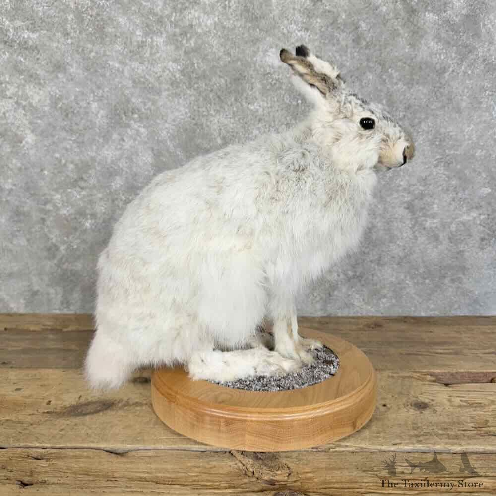 White-tailed Jackrabbit Mount For Sale #31400 @ The Taxidermy Store