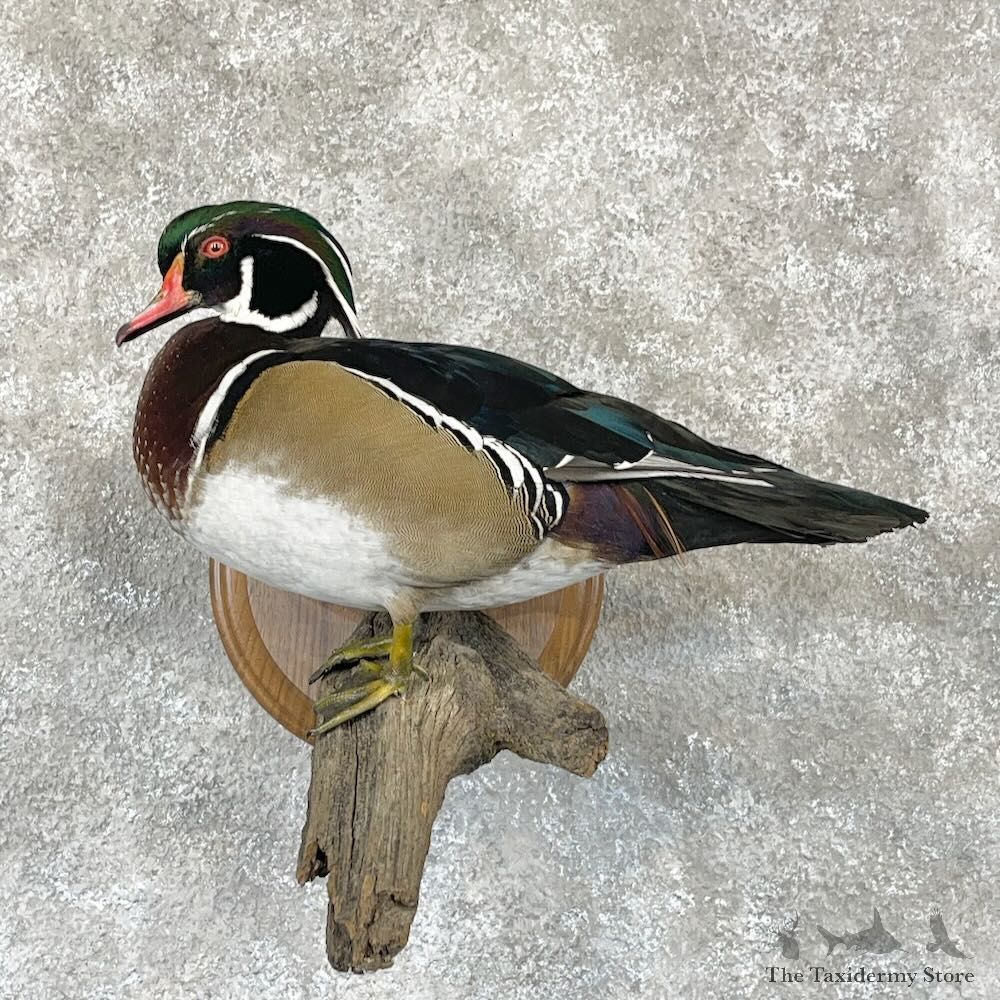 Wood Duck Bird Mount For Sale #28119 @ The Taxidermy Store