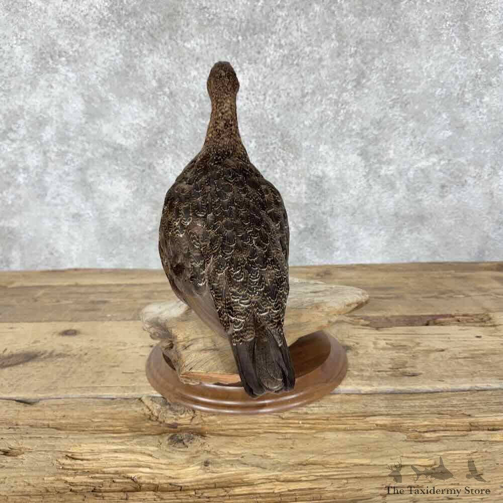 Willow Ptarmigan Mount For Sale #31824 @ The Taxidermy Store
