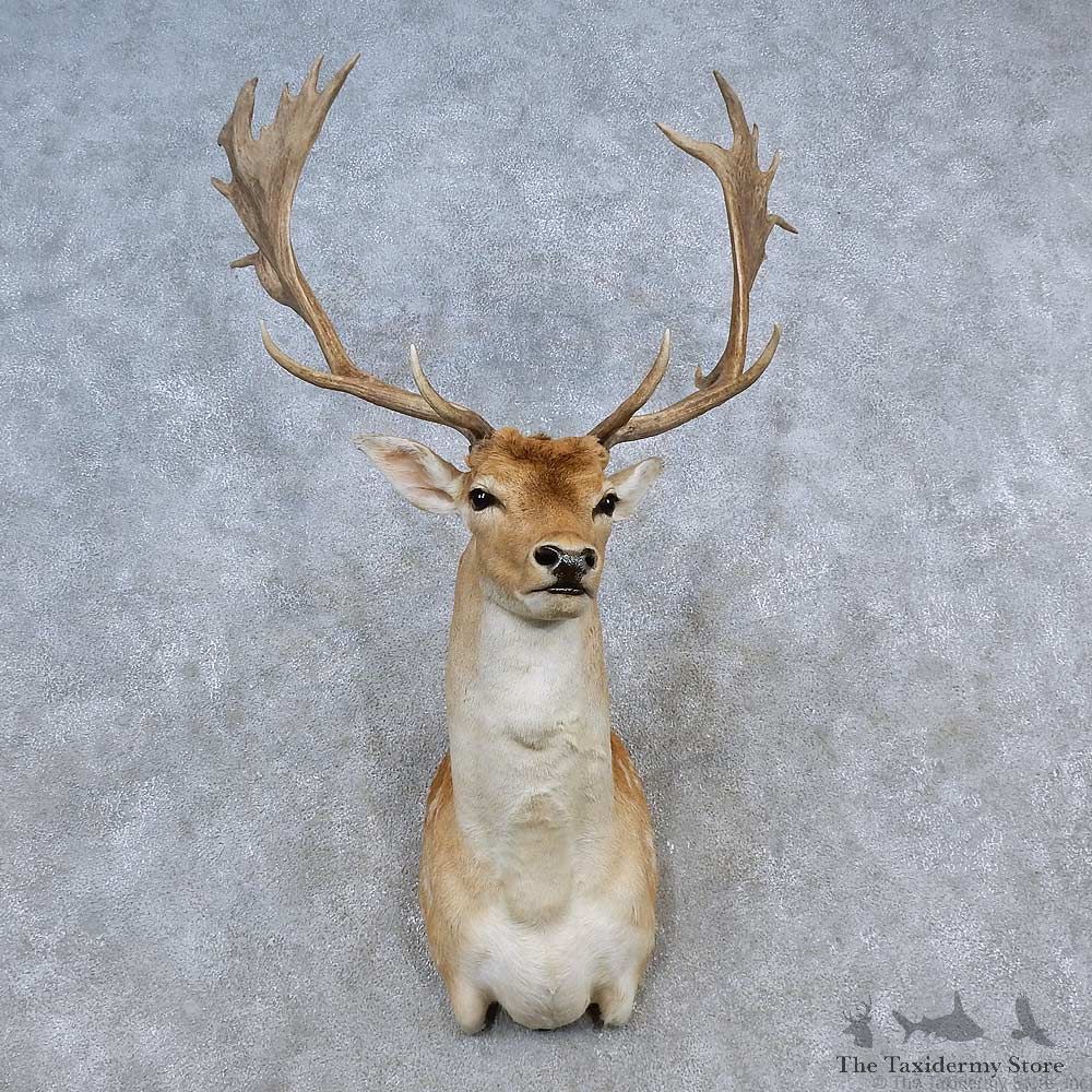 Fallow Deer Shoulder Mount For Sale #15585 @ The Taxidermy Store