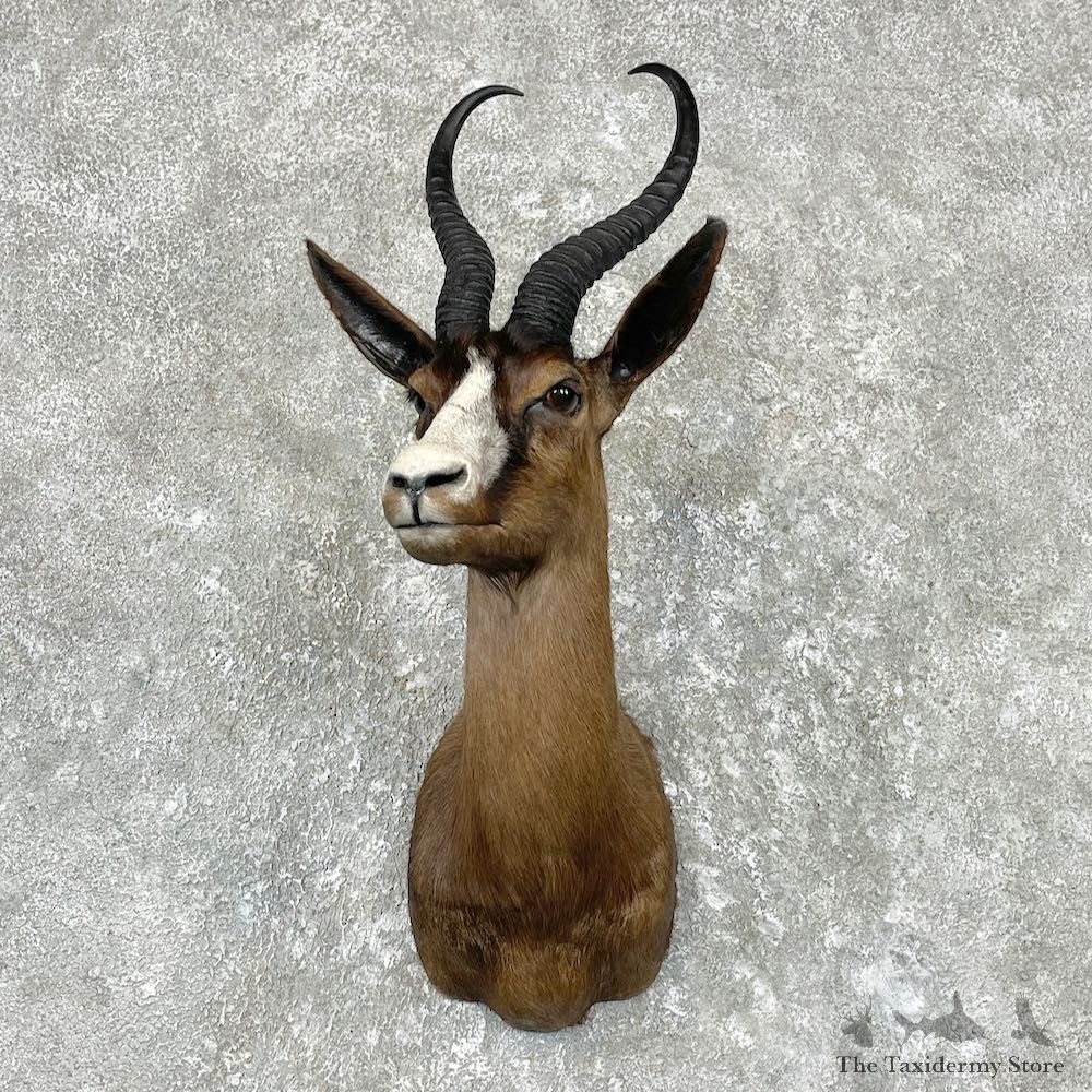 Black Springbok Shoulder Mount For Sale #26923 @ The Taxidermy Store