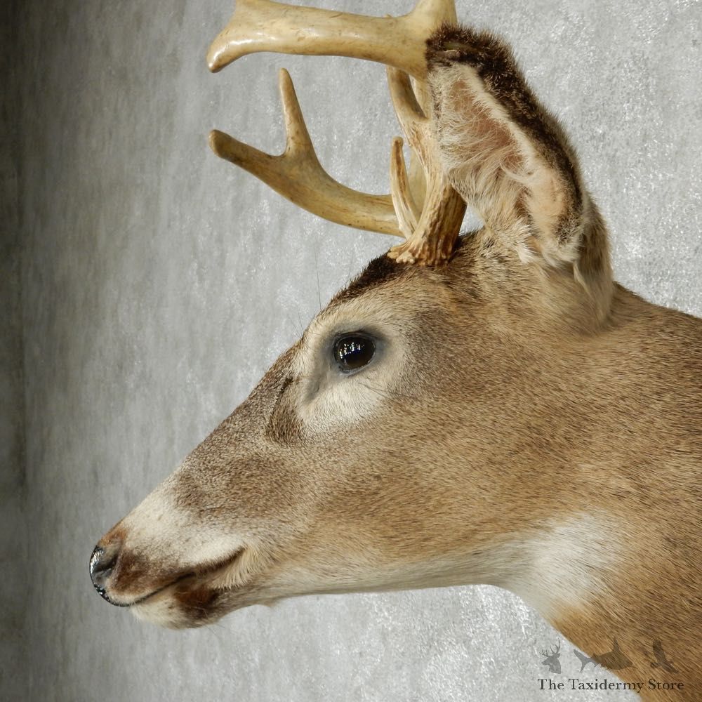 Whitetail Deer Taxidermy Shoulder Mount #13166 For Sale @ The Taxidermy Store
