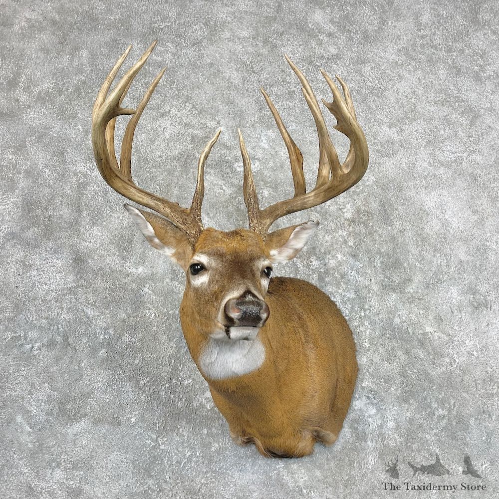 Whitetail Deer Shoulder Mount For Sale #26911 @ The Taxidermy Store