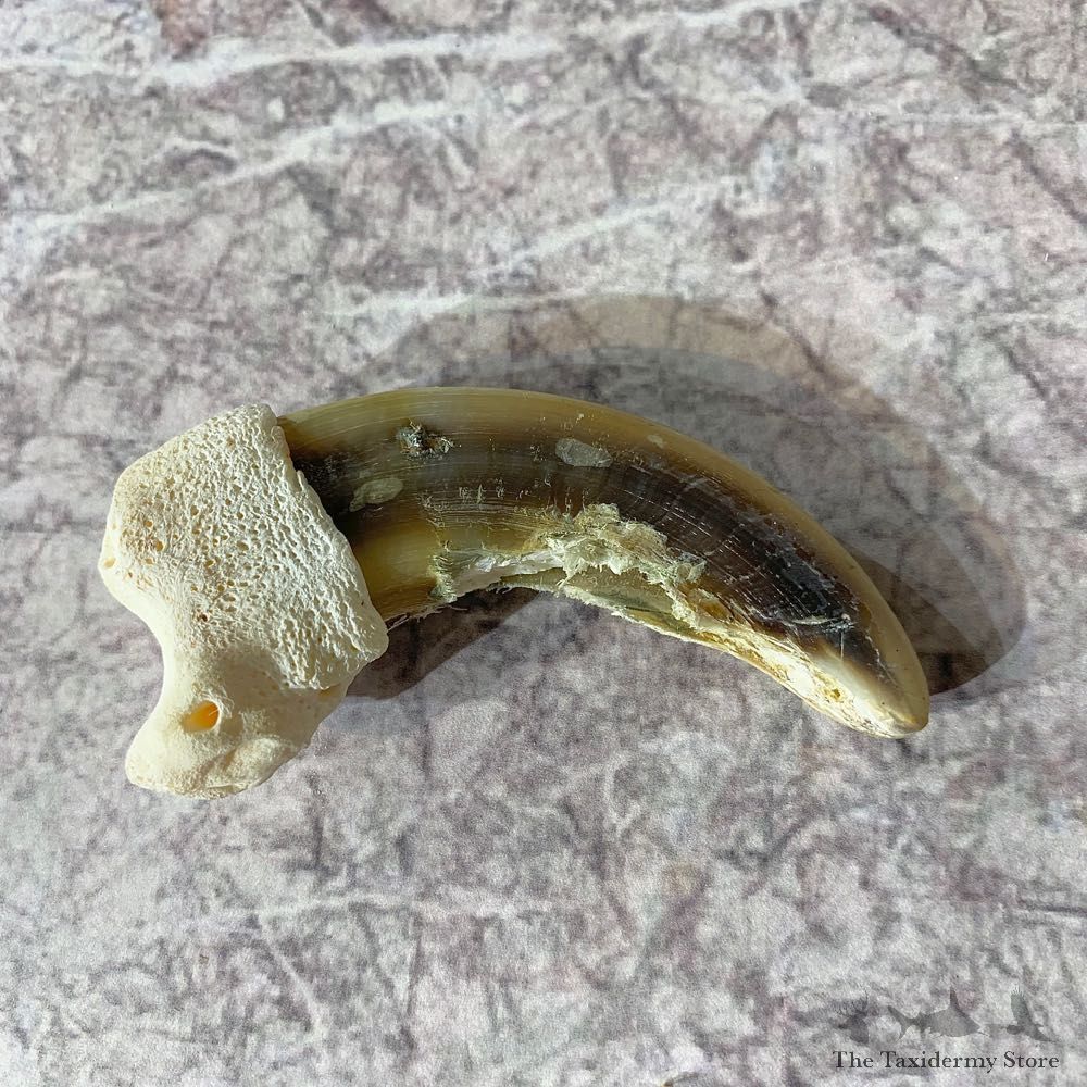 Grizzly Bear Claw For Sale #21888 - The Taxidermy Store