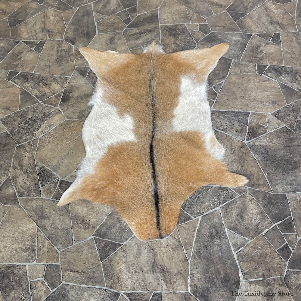 Goat Hide Taxidermy Tanned Skin For Sale #26285 @ The Taxidermy Store