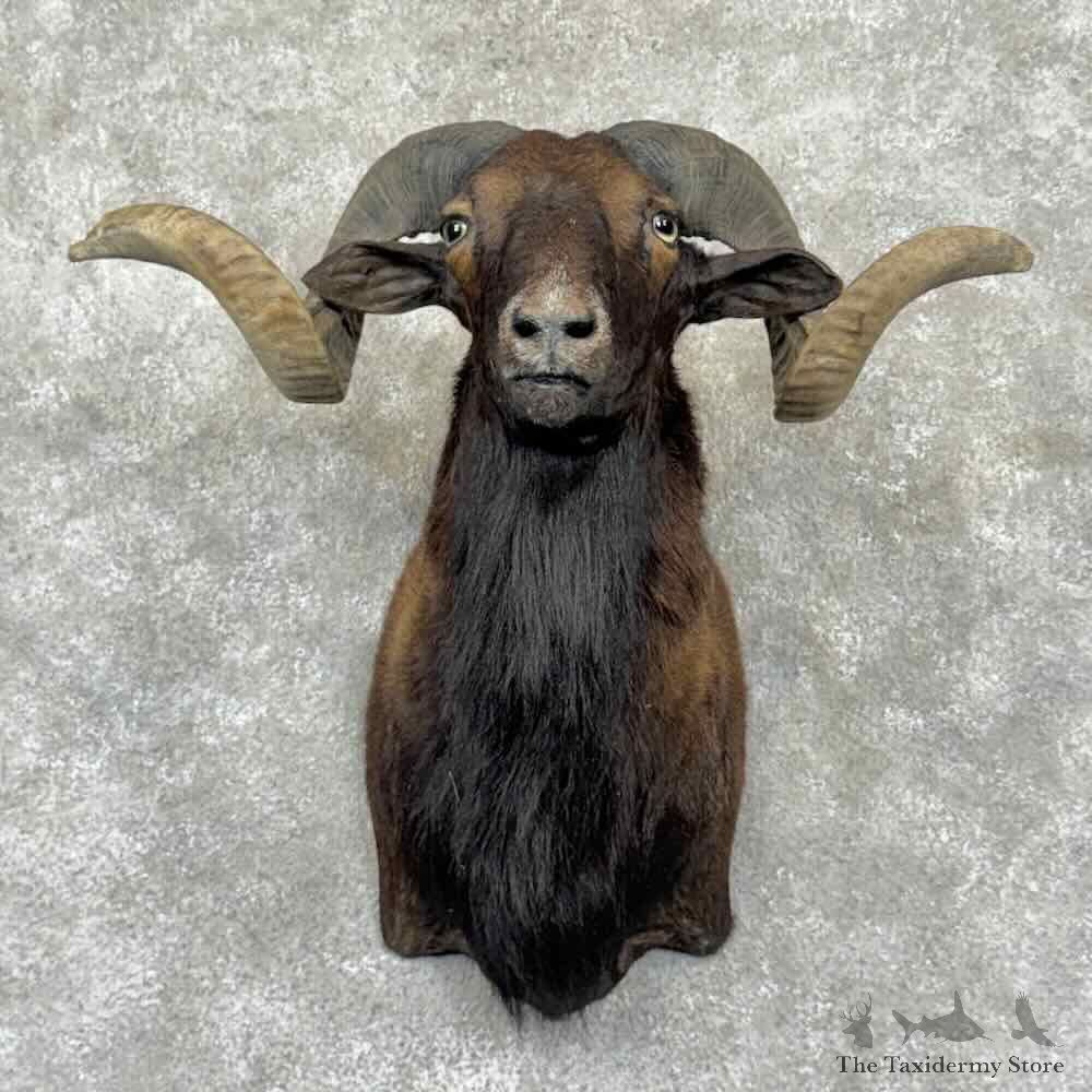 Black Hawaiian Ram Shoulder Mount For Sale #31552 @ The Taxidermy Store