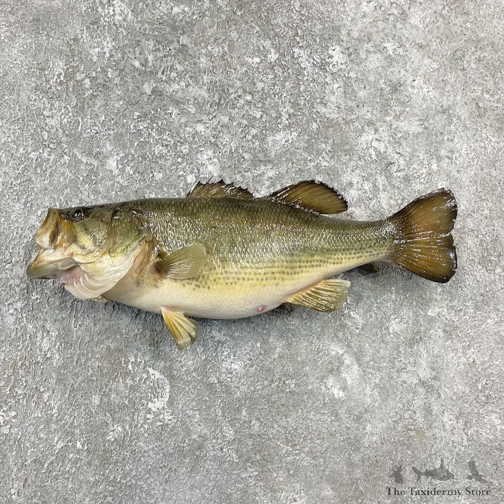 Largemouth Bass Fish Mount For Sale #26128 @ The Taxidermy Store