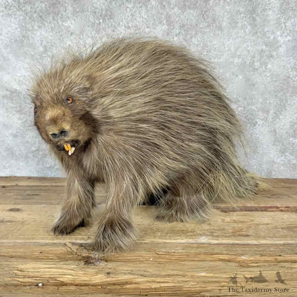 Porcupine Life Size Mount For Sale #32277 @ The Taxidermy Store