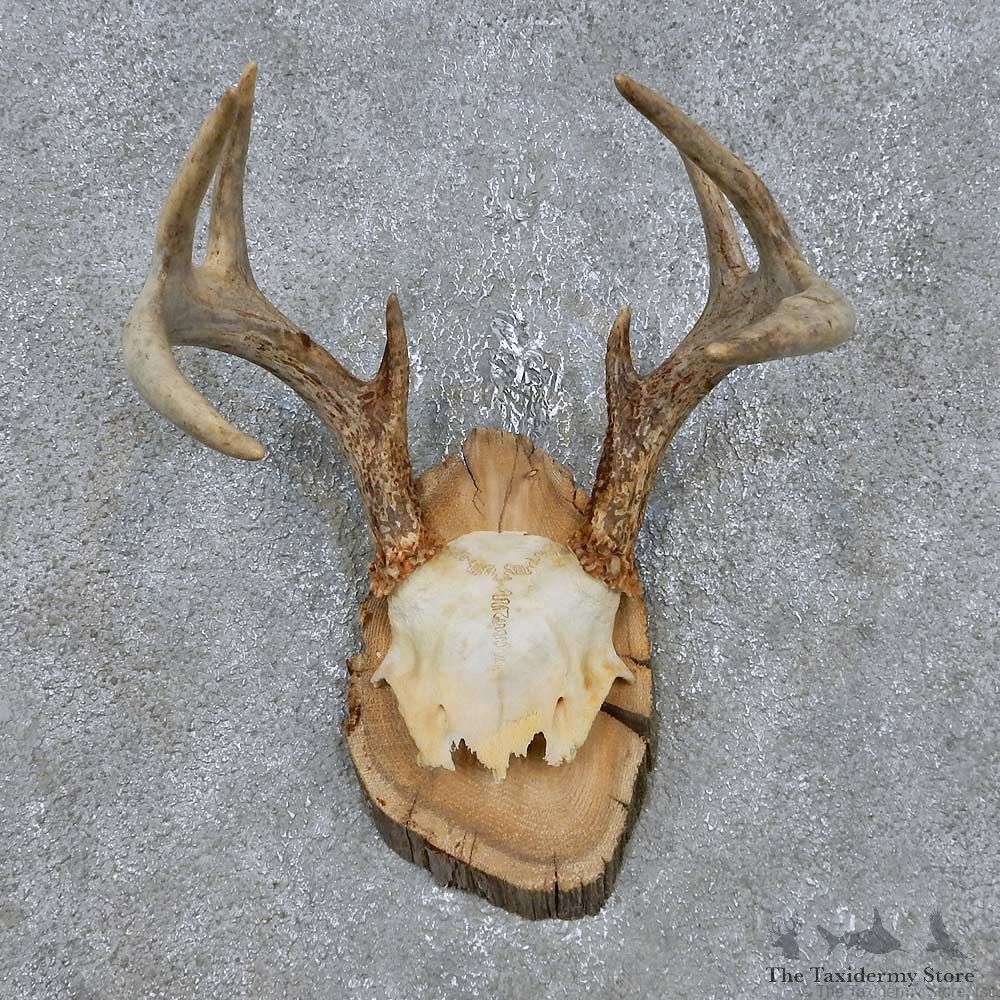 Whitetail Deer Antler Mount For Sale #14761 @ The Taxidermy Store