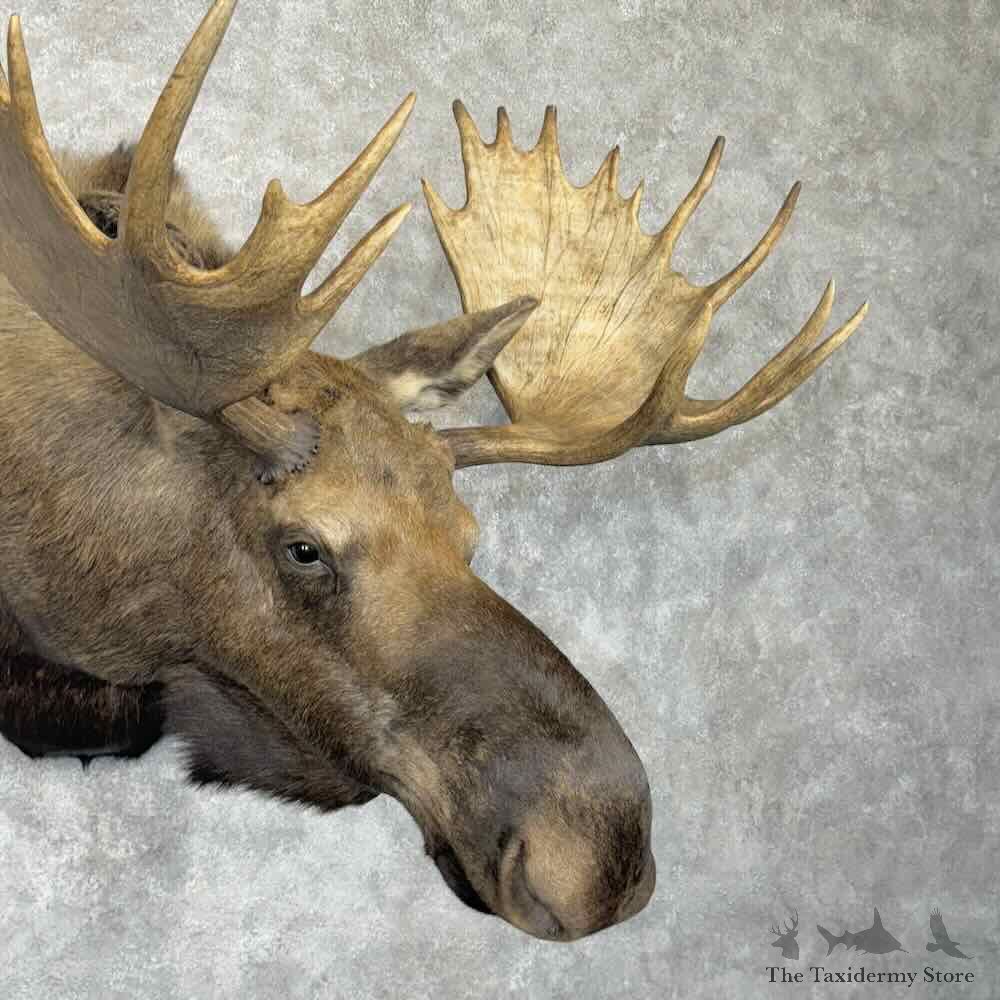 Canadian Moose Shoulder Mount For Sale #30366 @ The Taxidermy Store