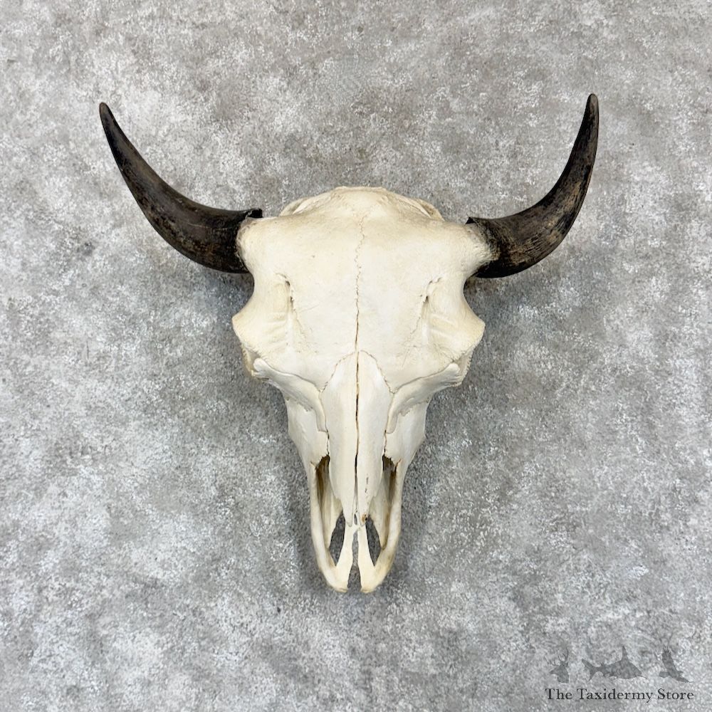 American Buffalo Bison Skull Mount For Sale #30258 @ The Taxidermy Store
