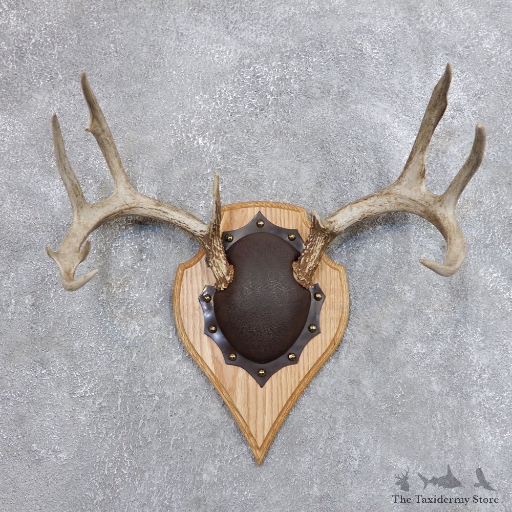 Whitetail Deer Antler Plaque Mount For Sale #18725 @ The Taxidermy Store