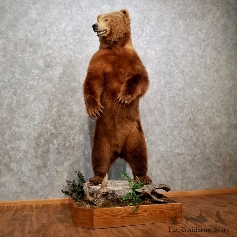Brown Bear Taxidermy Mount For Sale - 17476 - The Taxidermy Store