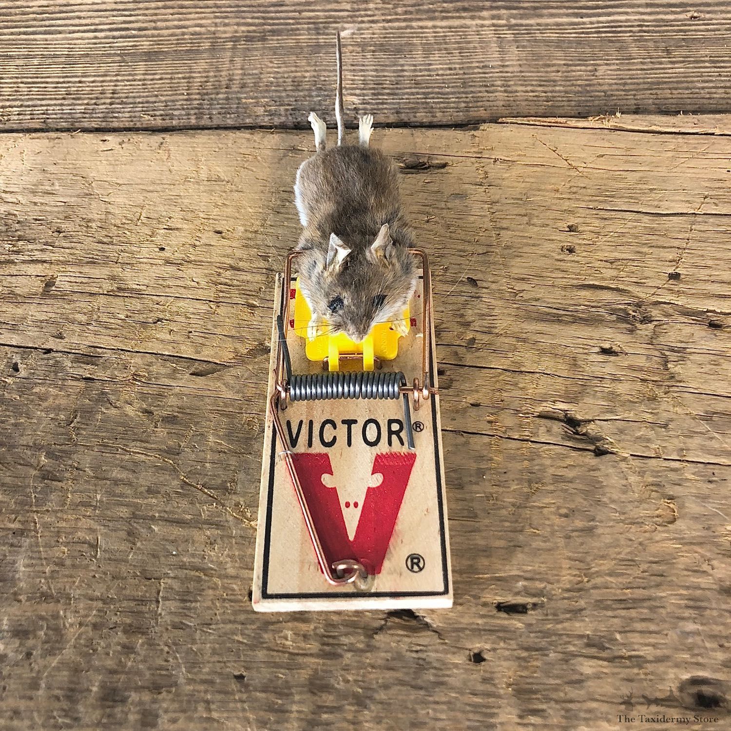 Mouse Trap Novelty Mount For Sale #19869 @ The Taxidermy Store
