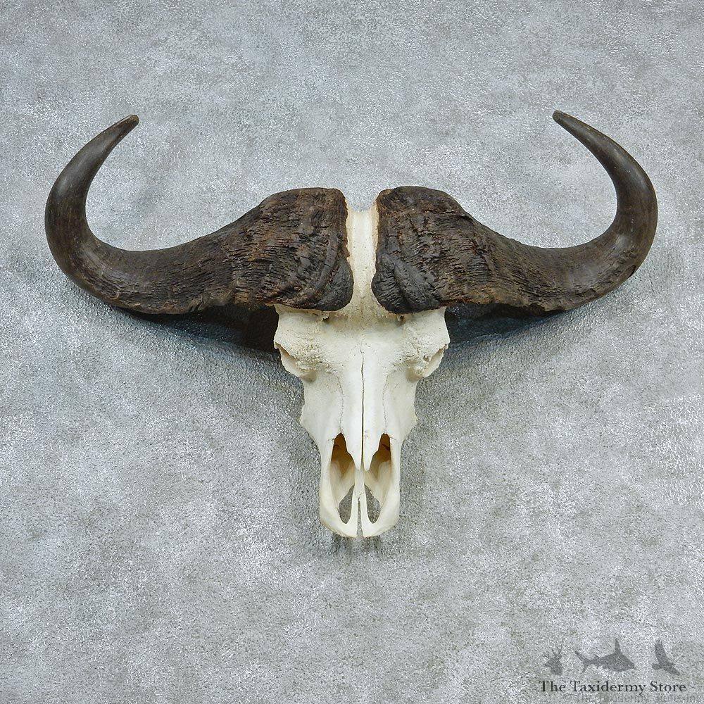 African Cape Buffalo Skull & Horn European Mount #12726 For Sale @ The Taxidermy Store