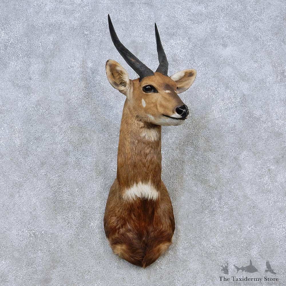 Cape Bushbuck Shoulder Mount For Sale #14570 @ The Taxidermy Store
