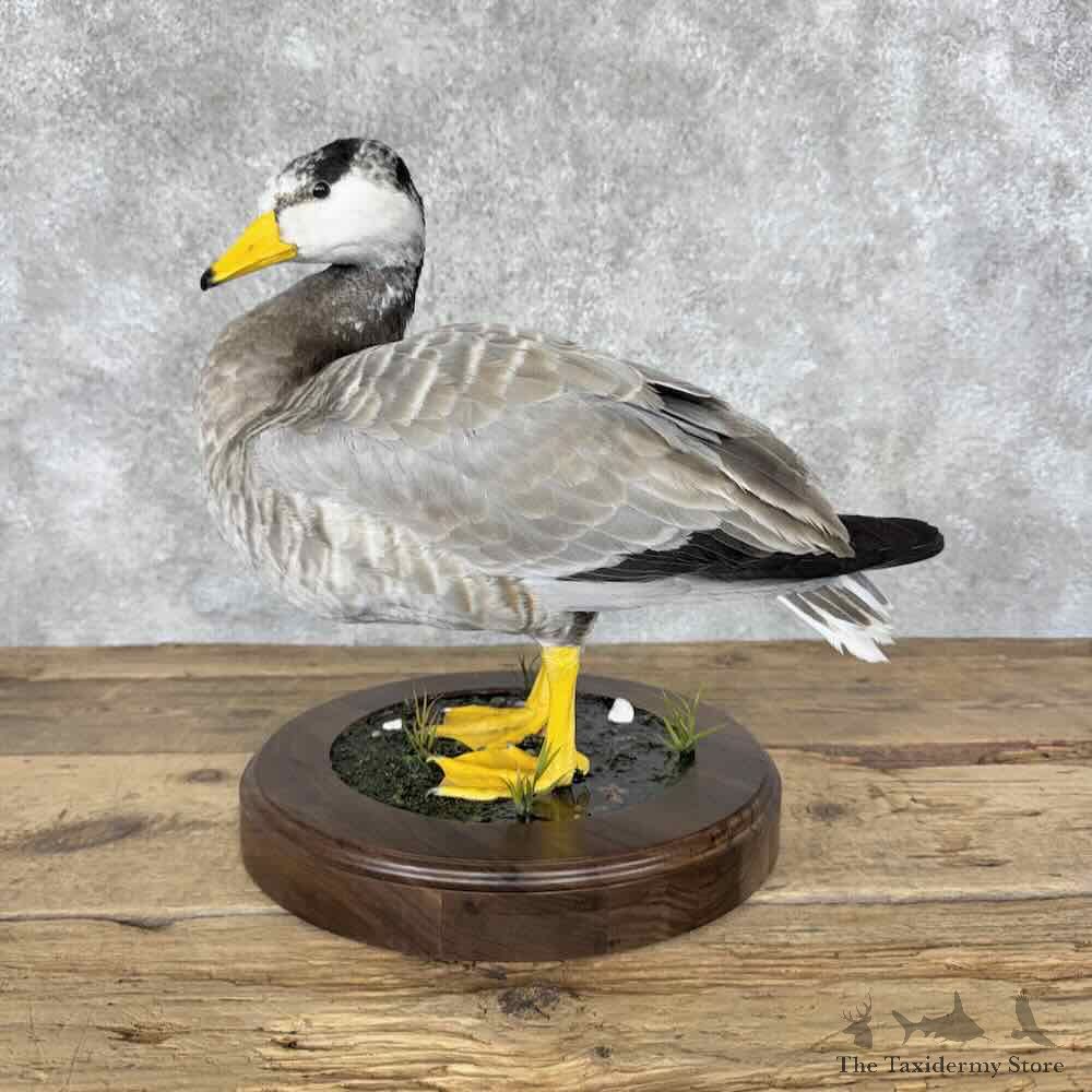 Bar Headed Goose Bird Mount For Sale #32130 @ The Taxidermy Store