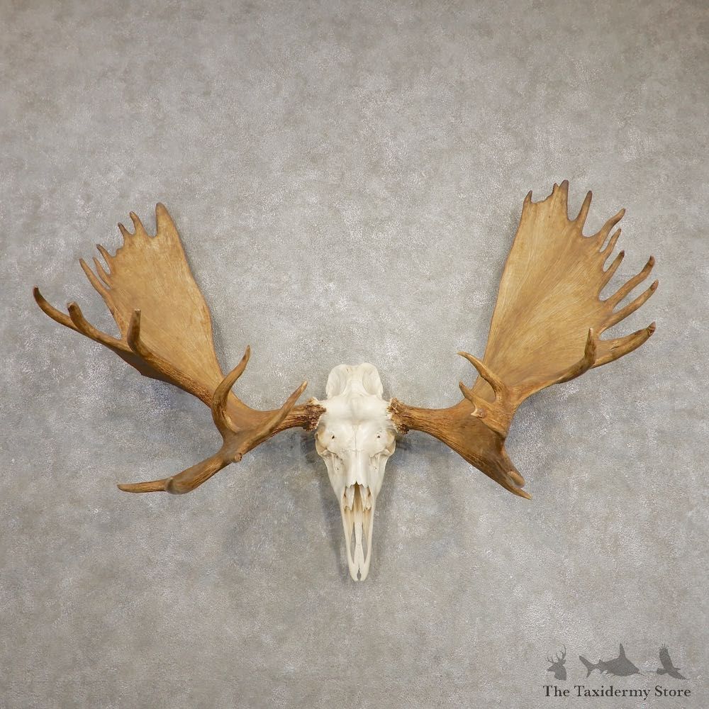 Alaskan Yukon Moose Skull European Mount For Sale #20454 @ The Taxidermy Store
