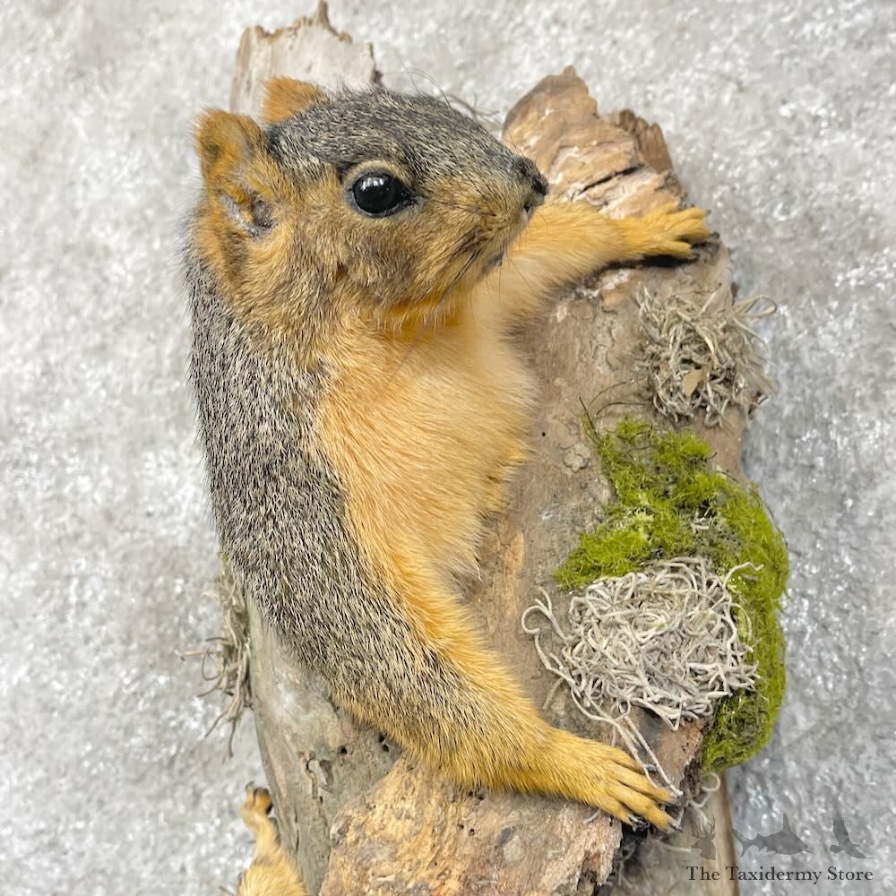 Fox Squirrel Pair Life-Size Mount For Sale #28715 @ The Taxidermy Store