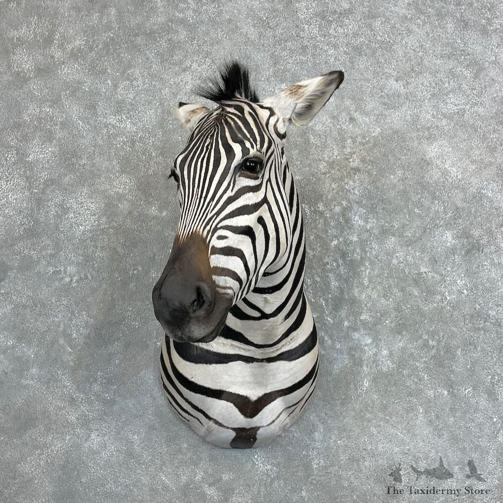 African Zebra Shoulder Mount For Sale #27334 @ The Taxidermy Store