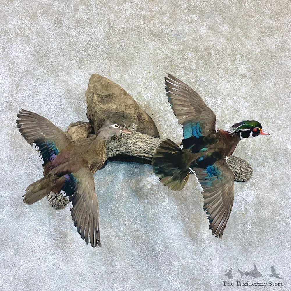 Wood Duck Scene Taxidermy Mount For Sale #26498 @ The Taxidermy Store