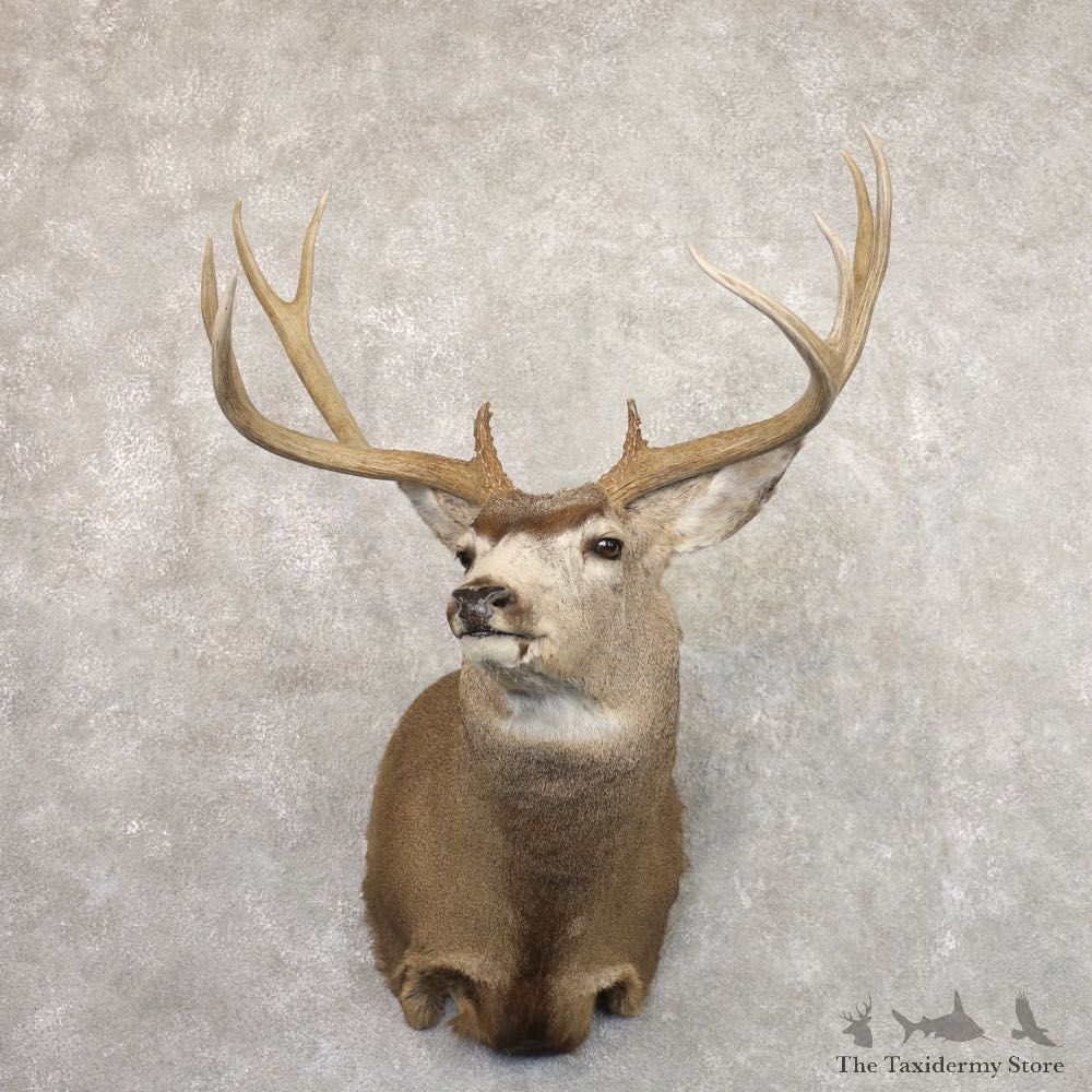 Mule Deer Shoulder Mount For Sale #22193 @ The Taxidermy Store